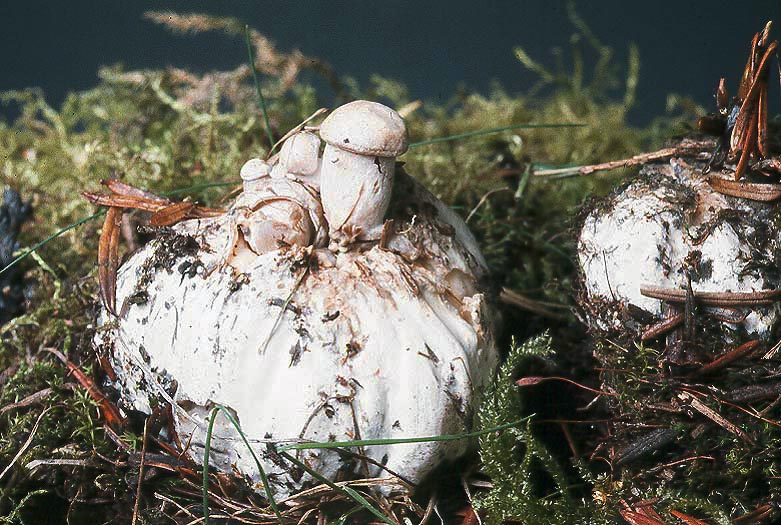 Clitocybe sclerotoidea